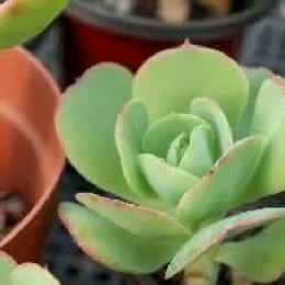 赵薇晨的头像